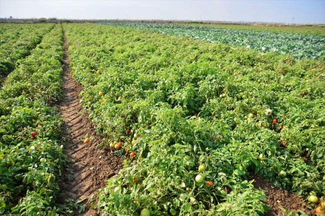Çanakkale domatesinin en lezzetli dönemi